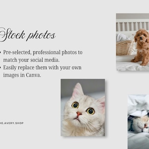 Pode incluir: Fundo cinza claro com o texto "Stock photos" em fonte cursiva. O texto abaixo diz "Fotos profissionais pr&eacute;-selecionadas para combinar com suas m&iacute;dias sociais" e "Substitua-as facilmente por suas pr&oacute;prias imagens no Canva." Imagens de c&atilde;o, gato e gato dormindo.