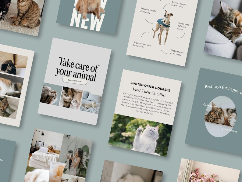 May include: A selection of promotional cards featuring pets, such as cats and dogs. The cards display text like "Take care of your animal" and "Find Their Comfort". The theme is focused on pet care and well-being.