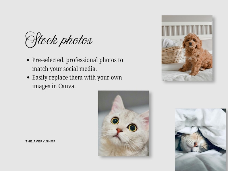 May include: A graphic with the text "Stock photos" and bullet points describing pre-selected photos for social media. Includes images of a dog, a cat, and a sleeping cat. The Avery Shop logo is at the bottom.