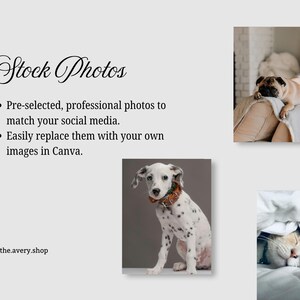 May include: An image promoting stock photos, with text highlighting pre-selected, professional photos for social media, editable in Canva. The image includes photos of a Dalmatian, a pug, and a cat, with the website address the.avery.shop.