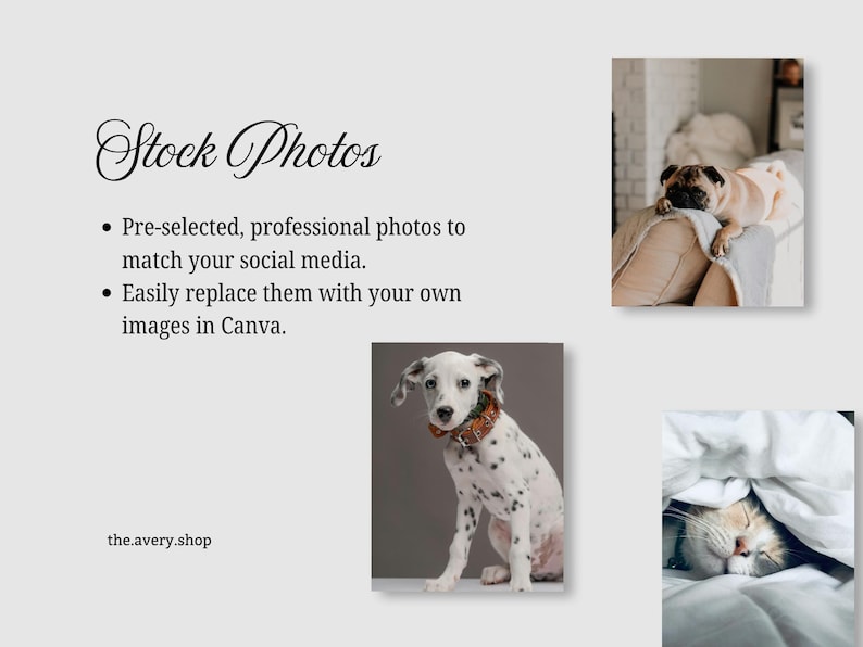 May include: An image promoting stock photos, with text highlighting pre-selected, professional photos for social media, editable in Canva. The image includes photos of a Dalmatian, a pug, and a cat, with the website address the.avery.shop.