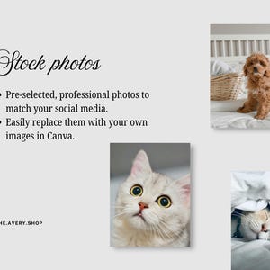 K&ouml;nnte beinhalten: Werbebild mit dem Text "Stock photos" und Aufz&auml;hlungspunkten, die vorgew&auml;hlte, professionelle Fotos f&uuml;r soziale Medien beschreiben, die in Canva leicht ersetzt werden k&ouml;nnen. Enth&auml;lt Bilder von einem Hund, einer Katze und einer schlafenden Katze.