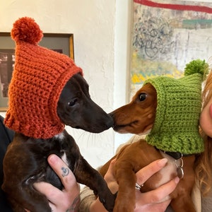 May include: Two dachshund dogs wearing knitted hats. One dog is wearing a red hat with a white pom-pom and the other dog is wearing a green hat with a white pom-pom.