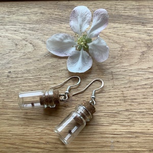 Mustard seed earrings with Sterling silver 925 hooks