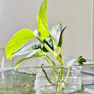 Pothos Aquarium - Etsy