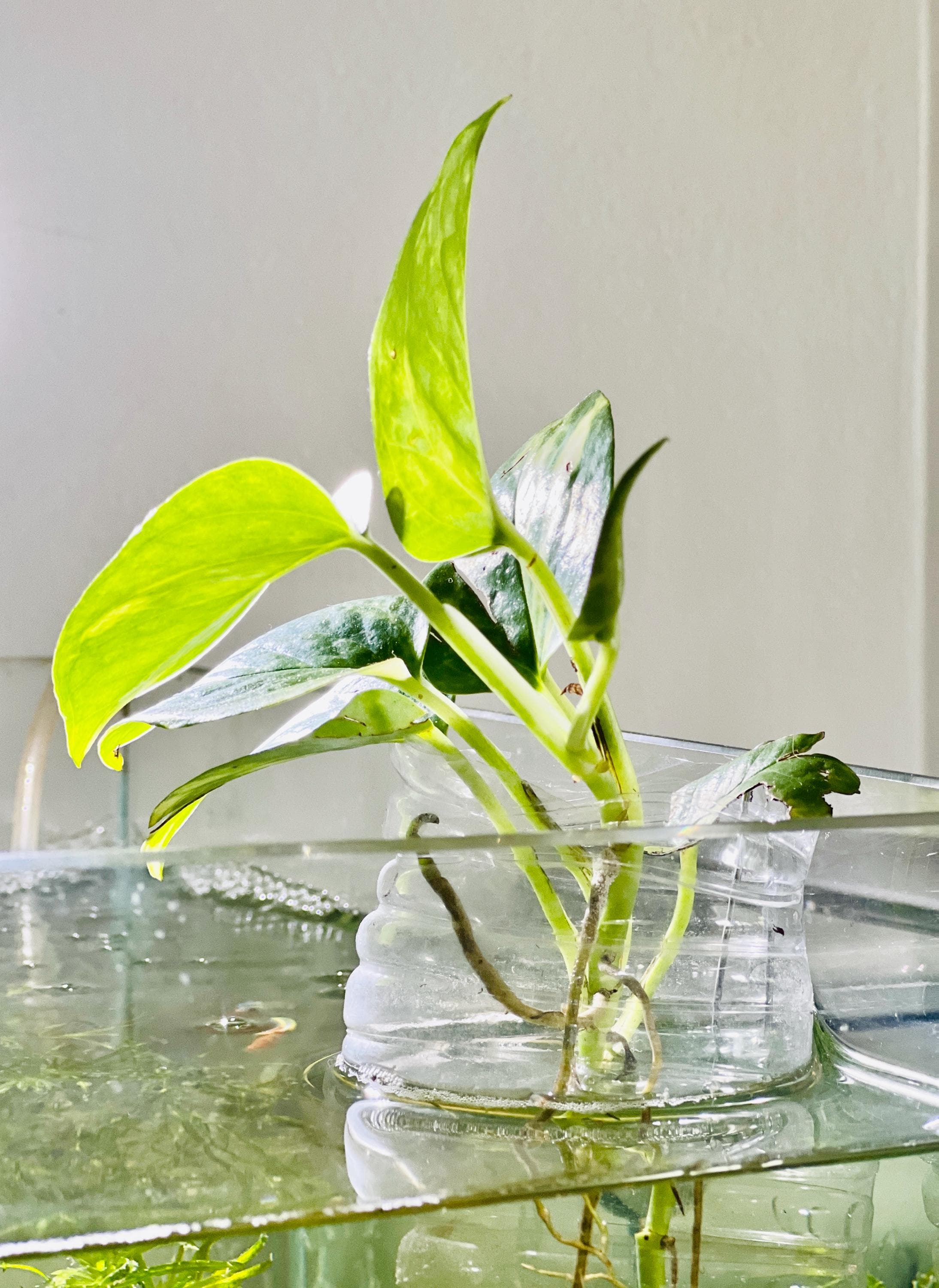 Live Gold Pothos Cutting: Freshwater Aquarium Plant - Etsy