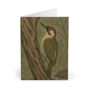 Tarjetas de felicitación de pájaro carpintero (paquete de 5): arte vintage de pájaros para cualquier ocasión, papelería ecológica, perfectas para enviar amor y cumpleaños.