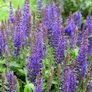 May include: A cluster of vibrant purple salvia flowers growing in dense, upright spikes. The blossoms are small and tubular, densely packed along the stems, rising above lush green foliage. The plant displays multiple vertical flower stalks.