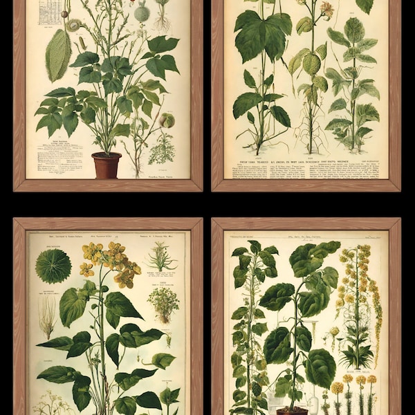 Plants Science Illustrations PDF, Vintage Flower Prints, Botanical Print Set of 4, Botanical Herbs, Printable Download, Gift For Mother