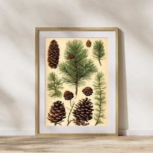 Vintage Pine Tree Prints, Plants Science Illustrations PDF, Botanical Print, Printable Download, Gift For Her, Kitchen Decorations