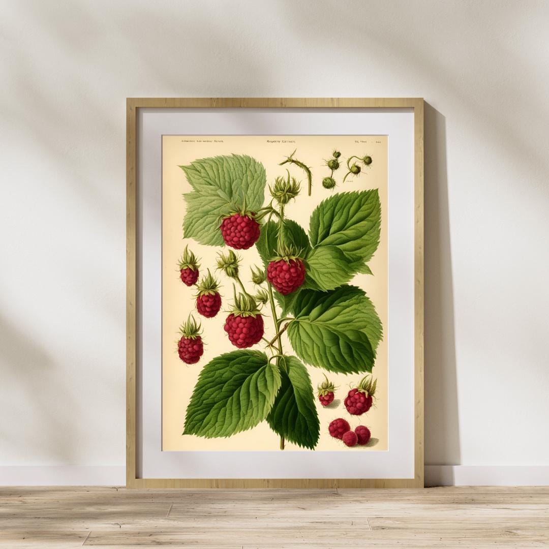 Botanical With Raspberry Patterns Vintage Raspberry Plant Prints, Plants Science Illustrations PDF ...