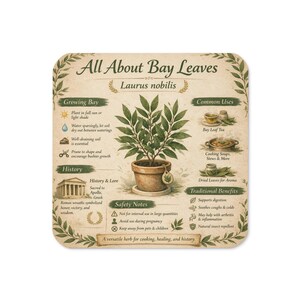 以下が含まれることがあります： All About Bay Leaves Laurus nobilisと題された正方形の装飾看板。中央にはテラコッタの鉢に入った月桂樹のイラストが描かれています。看板には、栽培、歴史、一般的な用途、安全上の注意に関するセクションとテキスト、アイコンが含まれています。