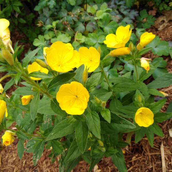 Lot of 7: Evening Primrose Yellow Sundrops Flower Perennial Live Plants