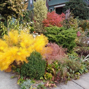Amsonia hubrichtii -- Live Plant
