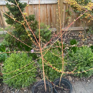 May include: Two young trees in black plastic pots, ready for planting. The trees have reddish-brown branches with small green leaves. The background includes a wooden fence, green bushes, and other plants, suggesting a garden setting.