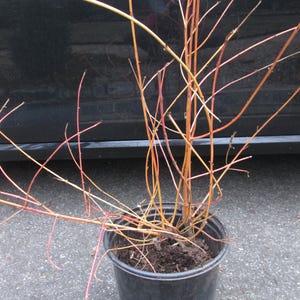 Cornus sanguinea Dogwood Midwinter Fire Winter Flame Saplings