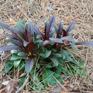 Lot of 3: Penstemon digitalis 'Husker Red' Beardtongue ~ Native Live Plants - Planting Instructions Emailed