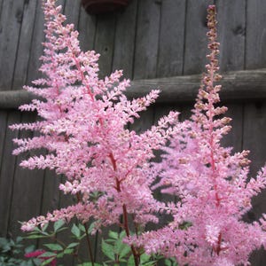 May include: Close-up of pink Astilbe flowers in full bloom. The feathery, plume-like flowers are a vibrant pink, with dark green foliage in the background. The flowers are in front of a wooden fence.