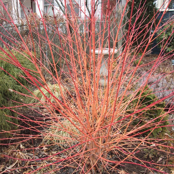 Cornus sanguinea Dogwood Midwinter Fire Winter Flame Two-Year Old Sapling