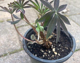 Native Lupine Blue Potted Plant Live ~ Lupinus perrenus~ Not Seeds
