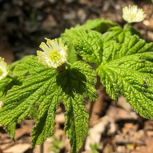Closeup of Medicinal Goldenseal (Hydrastis canadensis) growing wild in the forest