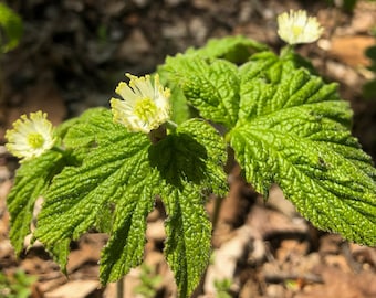 Nahaufnahme der medizinischen Gelbwurzel (Hydrastis canadensis), die wild im Wald wächst