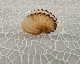 Argonaut Shell, Paper Nautilus, Natural  Sea Shell, Rare Delicate Unique Sea Shell.