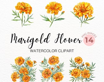 14 Watercolor Marigold Flowers Clipart Orange Yellow Floral Clip Art Summer Bouquet Wreath Bright Calendula Download Free Commercial Use Png