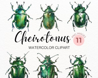 11 Beetle Clipart, Beetle Shirt Clipart, Beetle PNG Printable Watercolor clipart, High Quality, Digital download, Paper crafts, junk journal