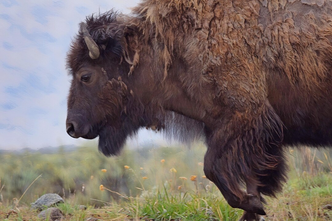 Lone Yellowstone Bison Greeting Note Card, Blank With Customizable ...