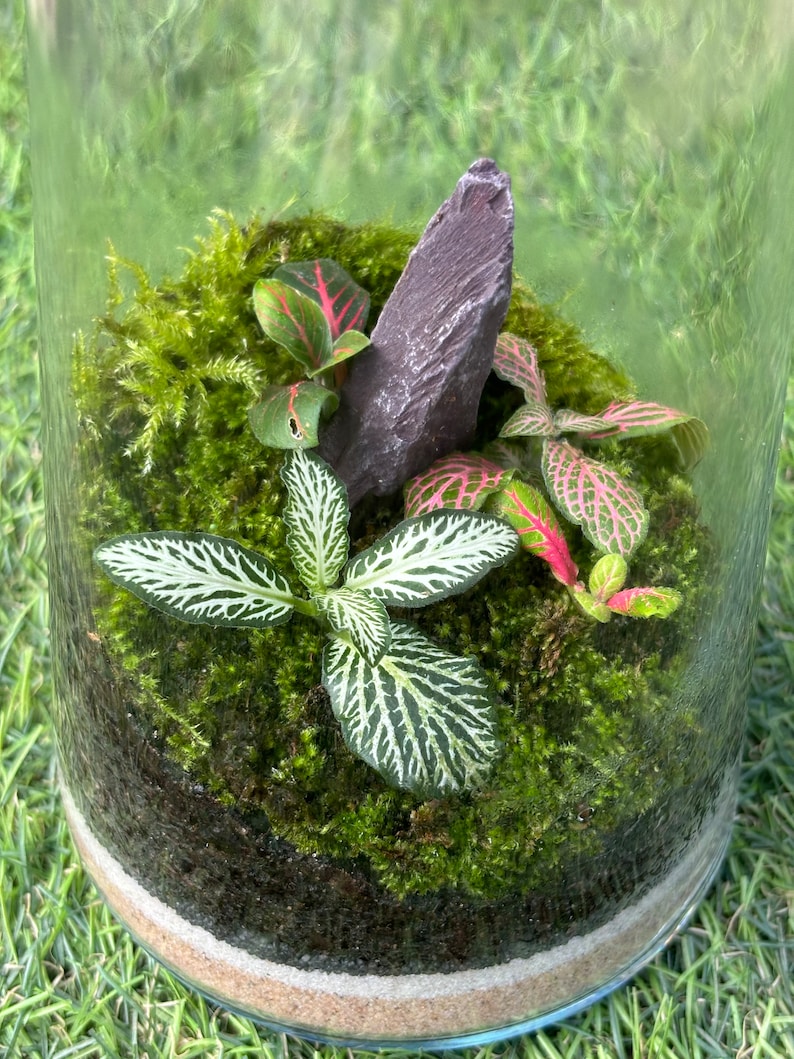 Tropical Fittonia Terrarium: Easy Care, Miniature Ecosystem in Glass ...