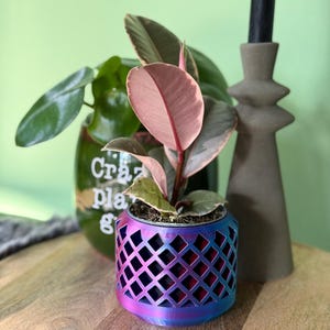 Op de afbeelding: Een kleine rubberplant met bonte roze en groene bladeren in een cilindervormige plantenbak met een blauwe en paarse gradiëntafwerking en een geometrisch ruitvormig rasterpatroon op het buitenoppervlak.
