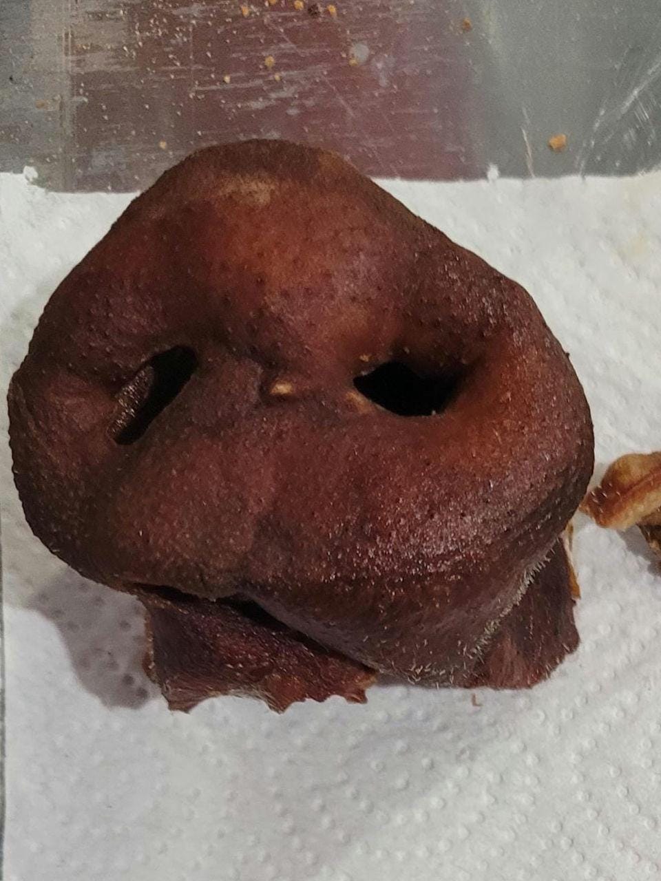 Pig Snout Dog chews