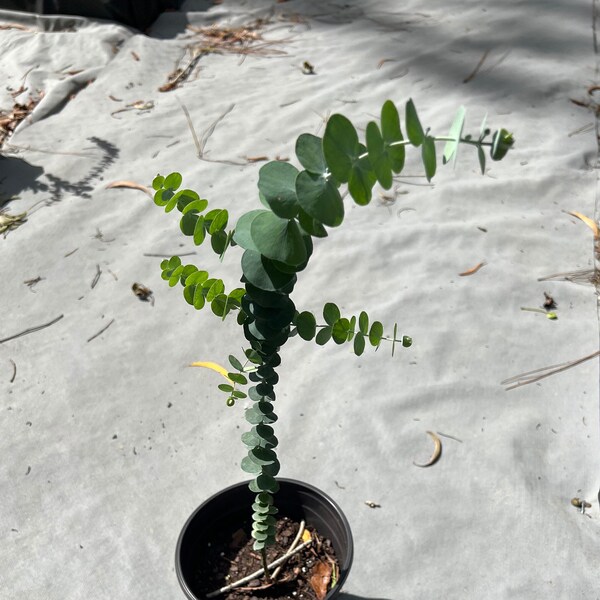 Live Baby Blue Eucalyptus Plant, Young/ Seedling, Strong and Healthy Plant, 6"-9" plant