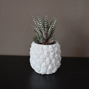 Könnte beinhalten: Eine kleine Sukkulentenpflanze mit grün-weiß gestreiften Blättern in einem weißen, strukturierten Topf. Der Topf hat ein einzigartiges, geometrisches Design. Die Pflanze ist vor einem neutralen Hintergrund zentriert, was eine saubere und moderne Ästhetik schafft.