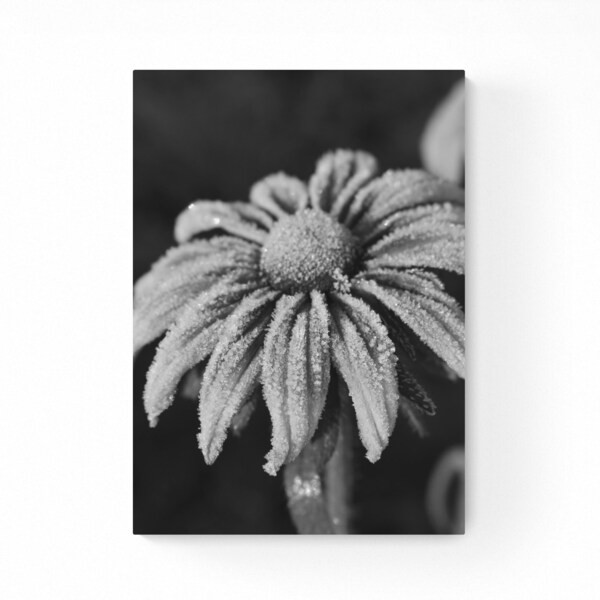 Fine Art Print Sonnenblume und Eiskristalle Fotografie Kunstdruck Fotoprint schwarzweiß