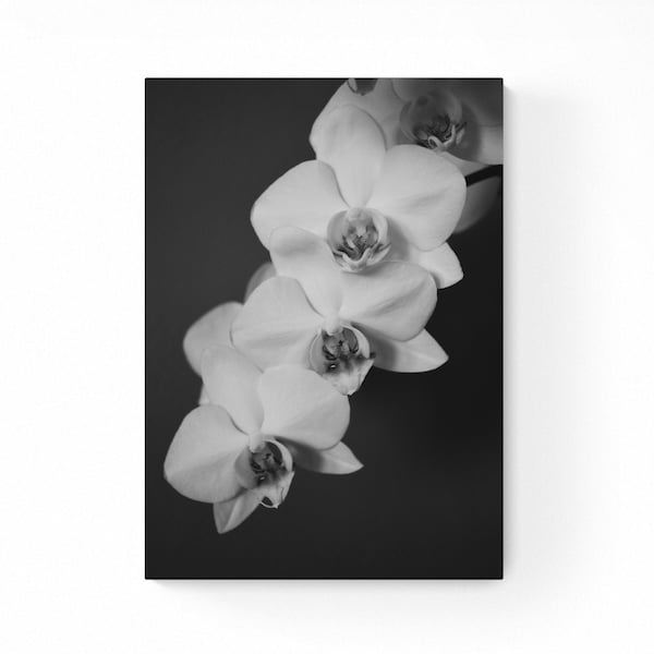 Fine Art Print Orchidee Fotografie Kunstdruck Fotoprint schwarzweiß