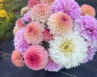 Mystery Tuber, Indiana's Flower Farm, Shipping Now- Spring 2026