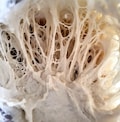 236+ Year Old France Sourdough Starter Live Ready to Bake or Dehydrated