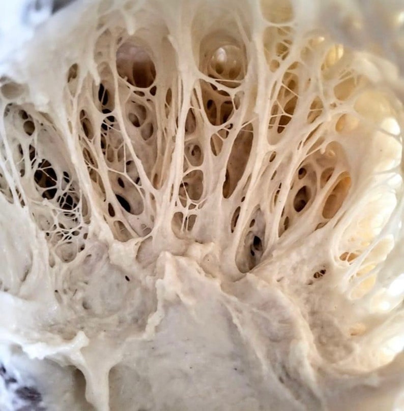 May include: Close-up of a white, airy dough with a web-like structure. The dough is full of holes and bubbles, indicating it has risen well.