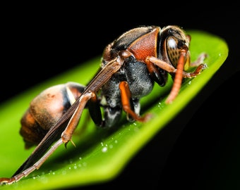 Wasp on leaf, Macro photo digital download