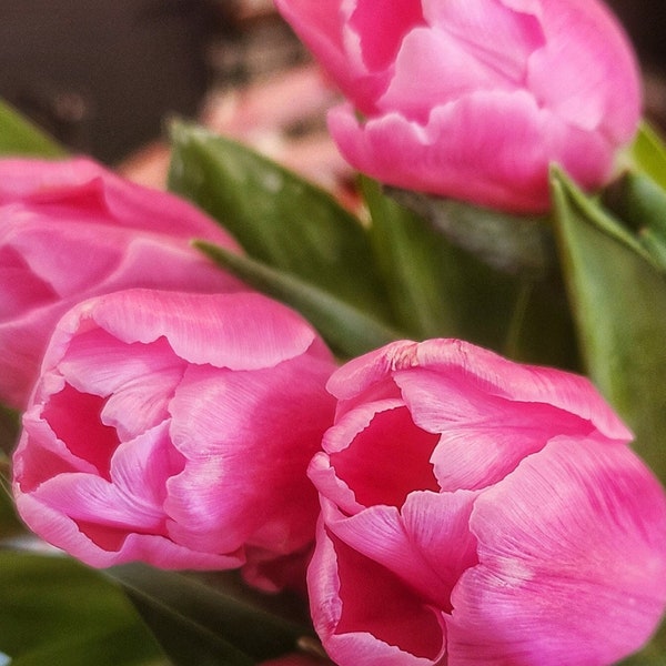 Pink Tulip Photo, Flower Photograph, Printable Flower Photo, Downloadable Flower Photo, Digital Flower Download – Ratio 3:2