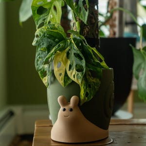 以下が含まれることがあります： 緑色のセラミック製のプランターで、カタツムリの形をしています。カタツムリの殻は薄い茶色です。緑と黄色の斑入りのモンステラがプランターに植えられています。