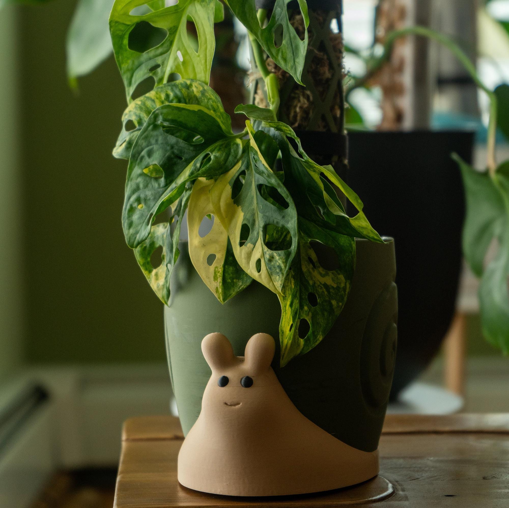 Baltic blue pothos - Etsy 日本