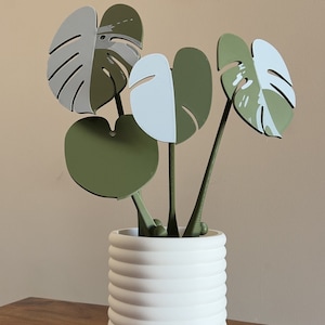 Monstera Albo Coaster Plant