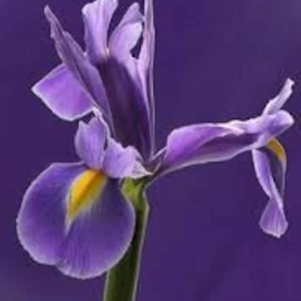 Organic Iris(Orris) Butter CTE 15% Irone