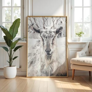 May include: A close-up of a white goat with a fluffy coat, looking directly at the camera. The goat is part of a herd of goats standing in a snowy field.
