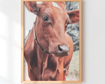 Dairy Cow Art Print Cattle Ranch Photography Rustic Cow Farmhouse Inspired Decor Farm Animal Portrait Wall Decor Country Landscape