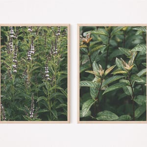 Minze Wand Kunst Botanisches Poster 2er Set Mentha Kräuter Küche Dekor Pfefferminztee Poster Mojito Kräuter Druck Frisches Mentha Kräuter Dekor