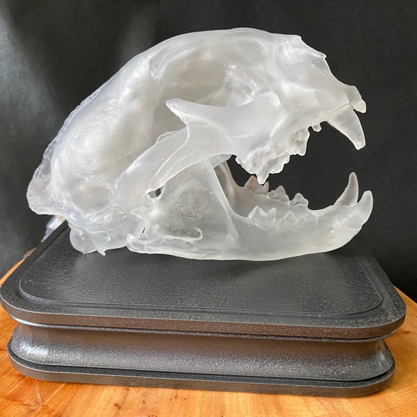 The "Lion" anatomically accurate, life-sized, LED lighted resin sculpture/lamp of a North American mountain lion skull.